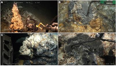 Energy Landscapes in Hydrothermal Chimneys Shape Distributions of Primary Producers